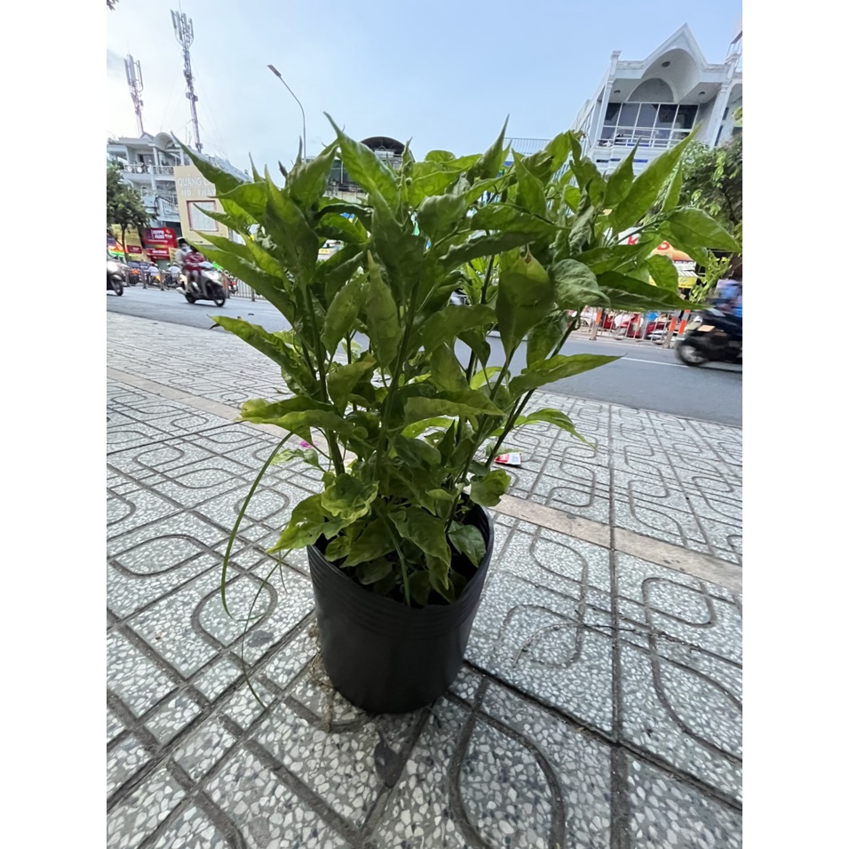Ớt chỉ thiên, cây ớt hoa sẵn xum xuê