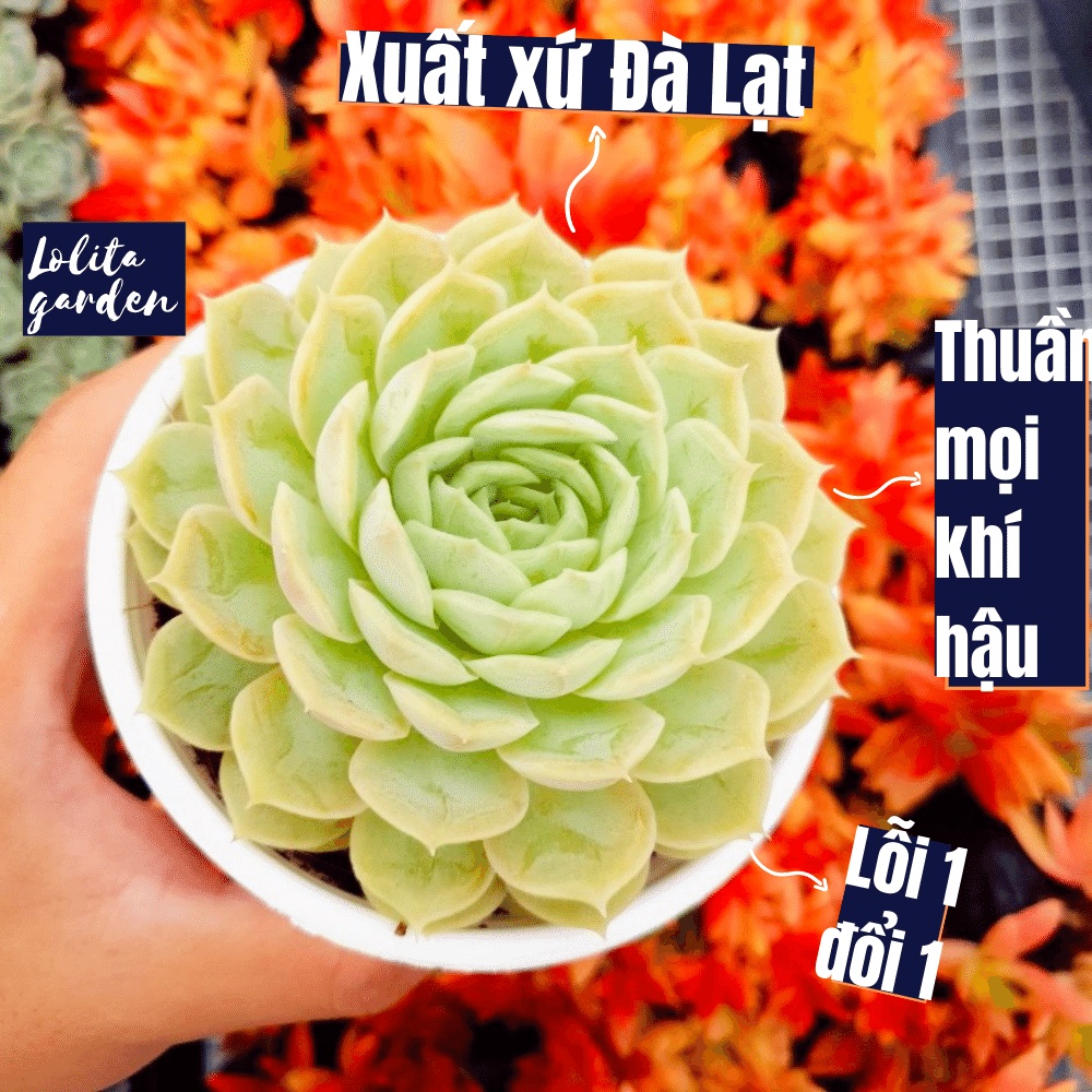 Sen đá ngọc bích Đà Lạt size trung bình cây cảnh trang trí nhà cửa Lolita garden