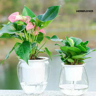Chậu Cây Bằng Nhựa Trong Suốt Tự Tưới Nước Tiện Dụng