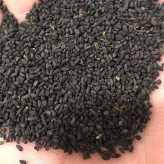 200 HẠT GIỐNG DỪA CẠN ĐỨNG MÀU ĐỎ