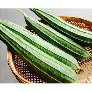 10h hạt giông mướp khia thái lan