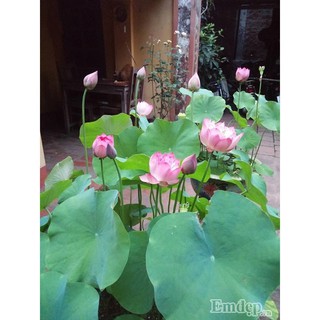 Hạt giống sen hồng quê hương - 10 hạt ĐẠI GIẢM GIÁ TẾT