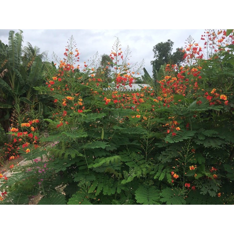 Điệp màu đỏ (33 hạt)