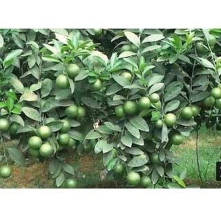 cây giống chanh tứ quý