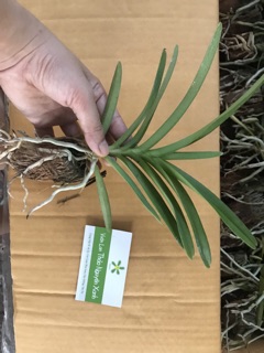 Vanda cây cỡ trung
