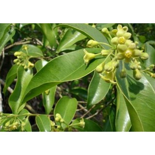 Cây Trầm Hương ( Cây Gió Bầu)
