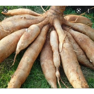 1kg khoai mì nguyên củ ( củ sắn ) ruột vàng dẻo ngon thơm giao nhanh TP HỒ CHÍ MINH