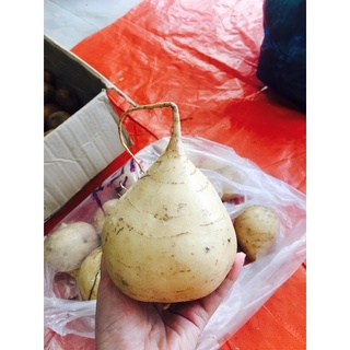 [ 1 kg ]Củ sắn xanh, sạch, tươi ngon