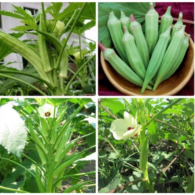 Hạt giống đậu bắp cao sản Nam Bộ gói 50gr