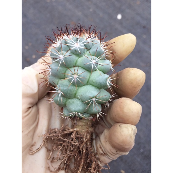 Cây xương rồng mami escosbaria hoa hồng_🌵hàng sẵn