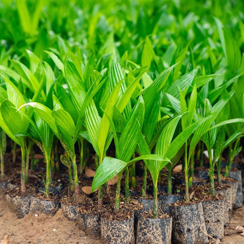 100 cây cau ăn trầu - trái xuất khẩu