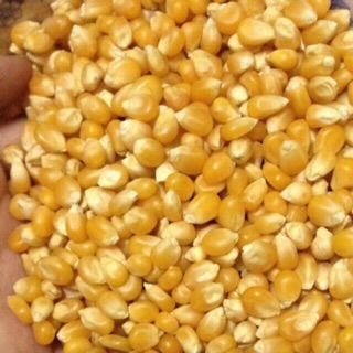 10kg Ngô Mỹ Loại 1 Hiệu Ngôi Nhà Đỏ (29.9k)