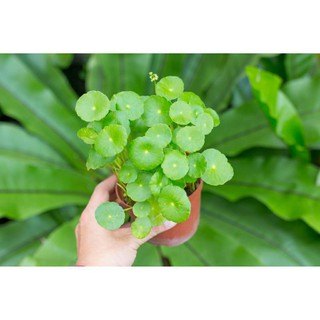 Cây rau má cảnh lá to(8k 1 cốc nhiều lá)