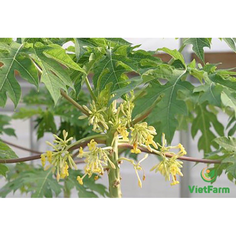 Hoa đu đủ đực phơi khô tự nhiên đóng bịch 0,5kg