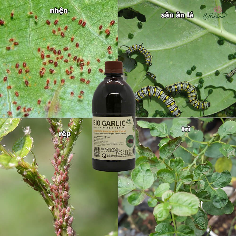 Bio Garlic đánh bay sâu côn trùng: bọ trĩ, nhện đỏ, sâu ăn lá,...