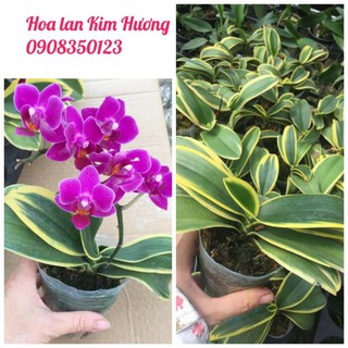 Hoa lan - Combo 2 Hồ Điệp lá biên 2 ngồng
