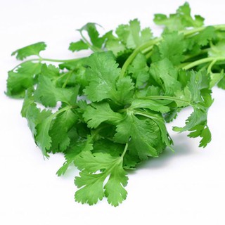 20GR -HẠT GIỐNG RAU NGÒ