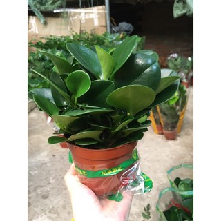 Cây Trường sinh