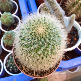Xương rồng trụ gai trắng