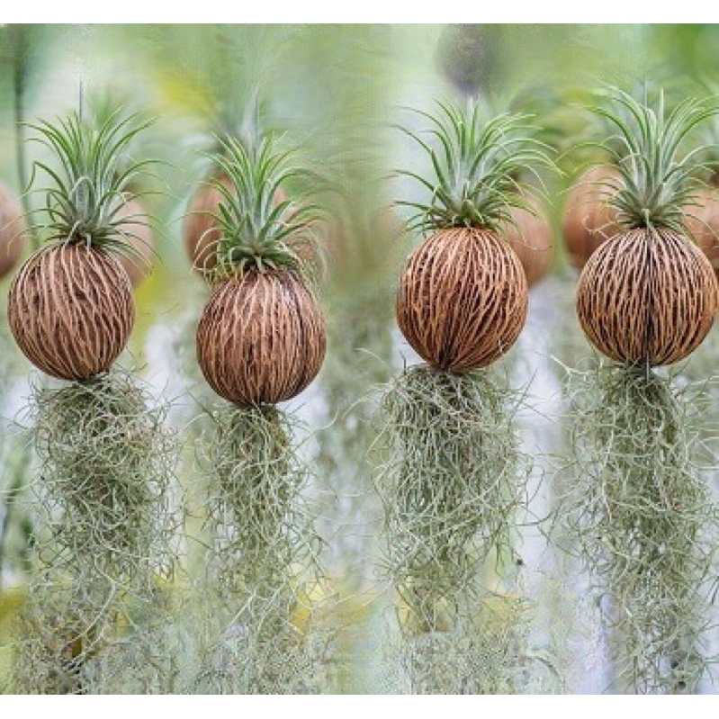 Trái dừa khô Thái Lan