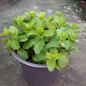 Rau chậu Húng lủi TACY'S GARDEN 100% rau sạch nhà vườn trồng