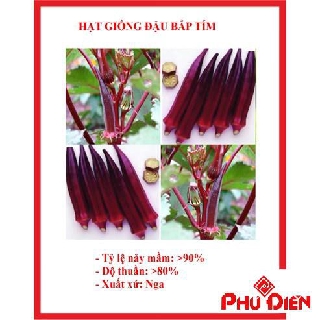40 Hạt giống đậu bắp tím đậu băp tím  PHÚ ĐIỀN