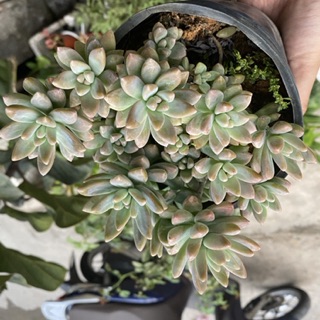 SEN ĐÁ PHA LÊ LỚN 15-18CM