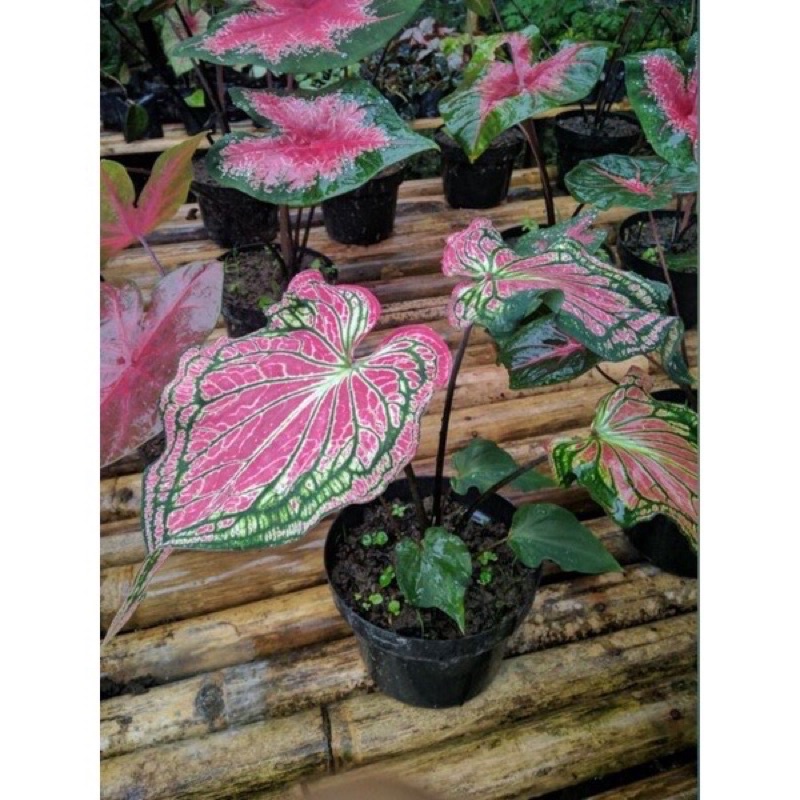 Cây giống môn thiên nga