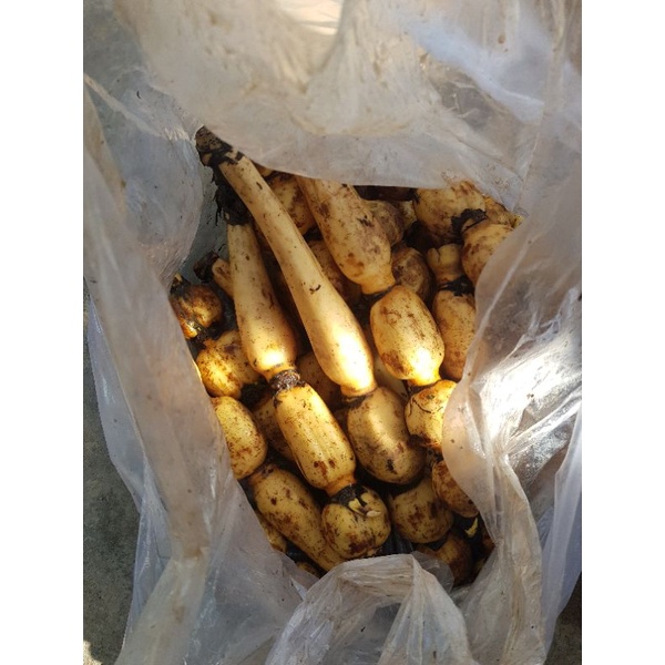 01 Kg Củ Sen Tươi Vùng Châu Đốc Ngọt Thanh Dùng Nấu Nhiều Món Ăn Ngon