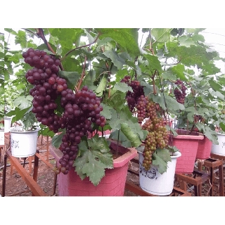 CÂY GIỐNG NHO KẸO NGỌT MỸ DÒNG QUẢ SỚM