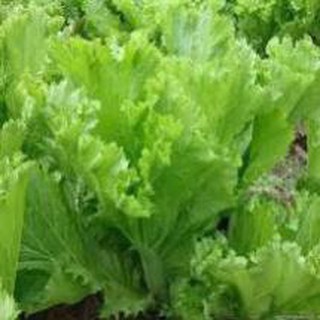 20 gram hạt giống rau cải bẹ vàng ( cải mào gà)