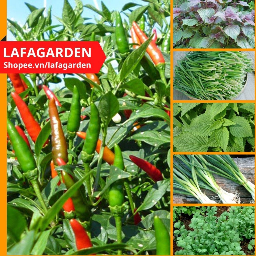 Hạt giống rau gia vị DLSeeds gói 0,1G đến 5G tập hợp các giống rau gia vị, rau thơm dễ trồng