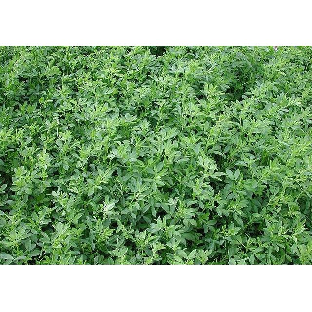 Viên cỏ Alfalfa linh lăng 4mm Italy 500g