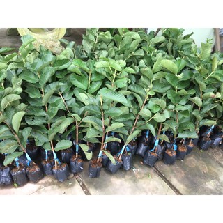 Chậu cây giống ổi ruby ( cây cao 50cm )