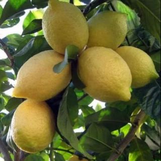 Chanh vàng mỹ cây đang hoa đang quả
