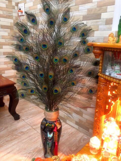 Combo 29 lông công mắt vừa 80cm | BigBuy360 - bigbuy360.vn