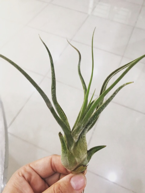 Cây không khí Tillandsia caput medusa lớn