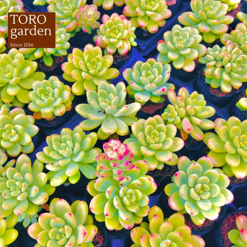 Sen đá sỏi thiên thanh xanh Đà Lạt size bé cây cảnh trang trí nhà cửa Toro garden