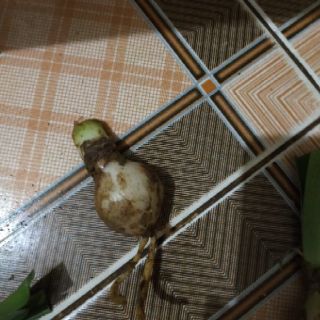 Củ bb lan huệ lai. Tặng huệ mưa