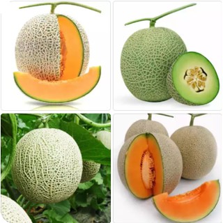 Hạt giống Dưa Lưới F1 - 1gr