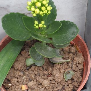 Cây giống sống đời kép nhiều màu