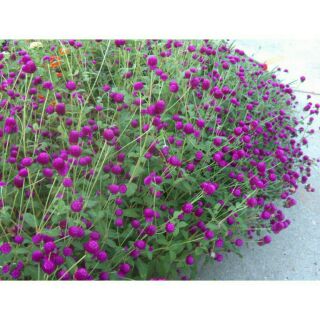 hạt giống hoa cúc bách nhật