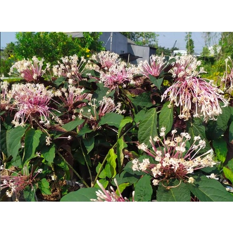 Cây pháo hoa chậu C9 - Clerodendrum Quadriloculare