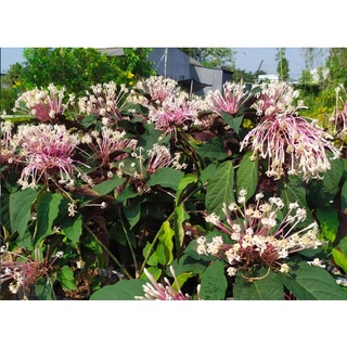 Cây pháo hoa chậu C9 - Clerodendrum Quadriloculare