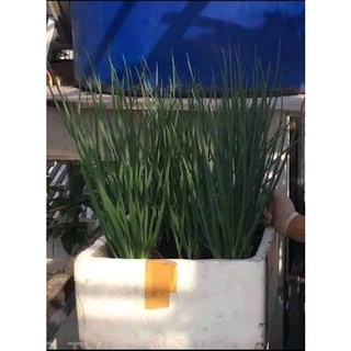 0.5kg hành ba chài