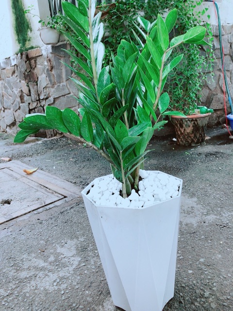 Chậu Kim Tiền Size Đại