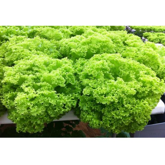 HẠT GIỐNG XÀ LÁCH XOĂN SƯ TỬ HẠT ĐEN