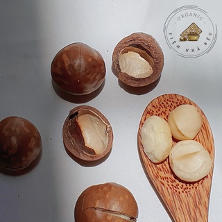 Hạt MACCA ORGANIC - MACCA SẤY NỨT VỎ 500gr  (size trung)