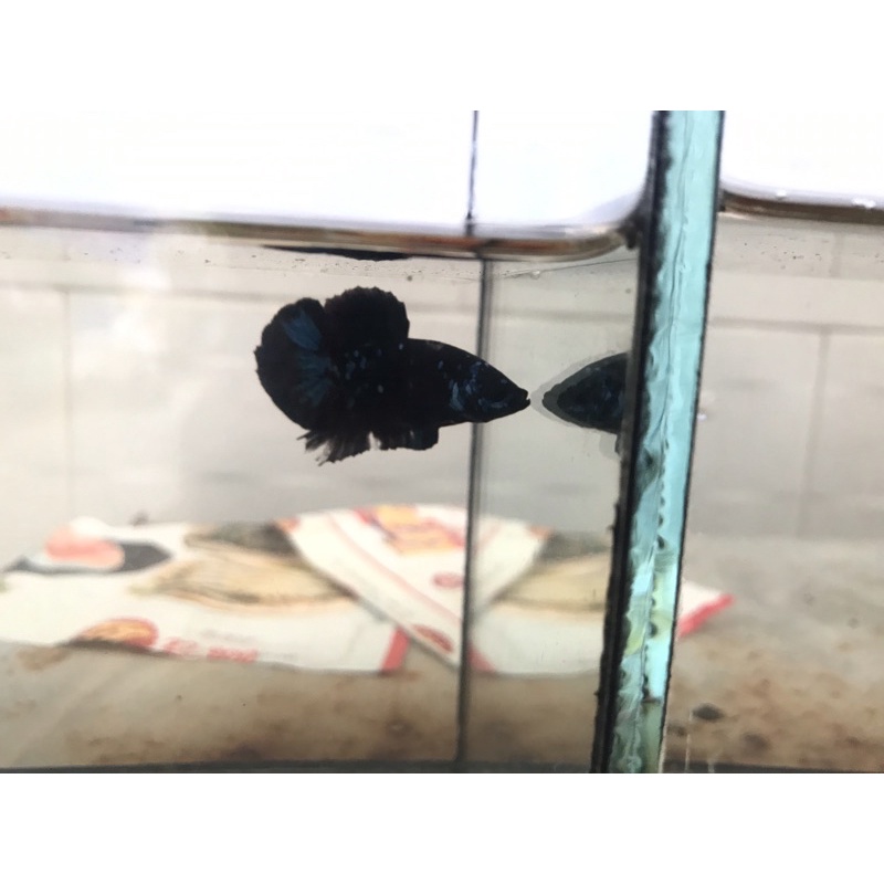 betta blackblue glx đồng giá 70k!! mã số 1