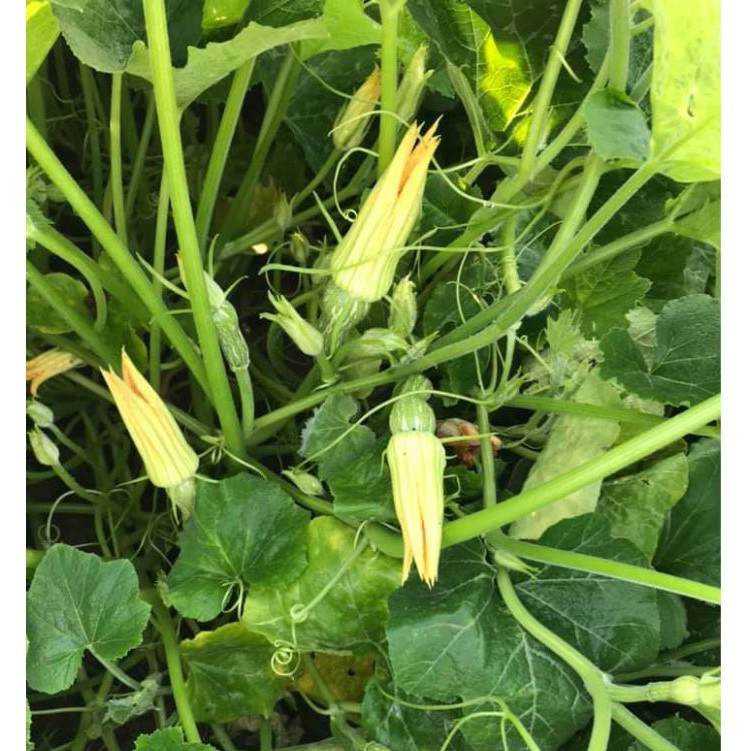 Hạt giống bí siêu nụ lai F1 - Bí đậu ăn non - 1 gói 10gram